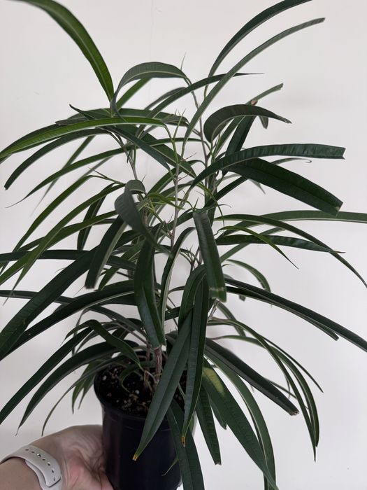 Продам фикус Али