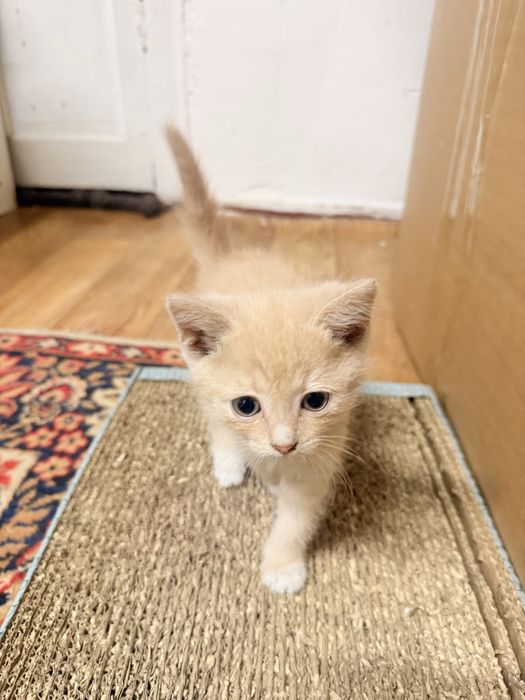 Котята бесплатно