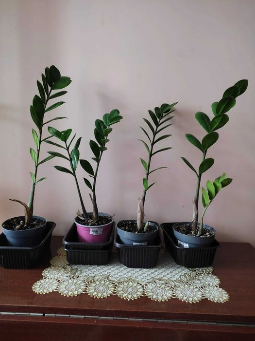 Продам зомиакулькас