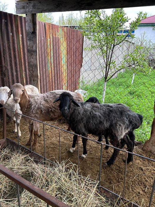 Продаю барана с ягенком