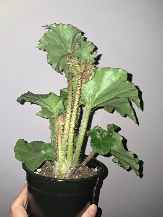 Бегония с крупными листьями