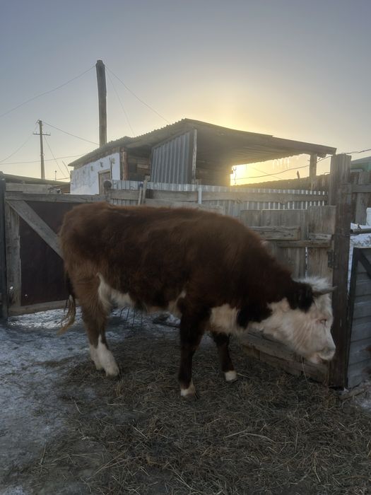 Тайынша сатылады буаз
