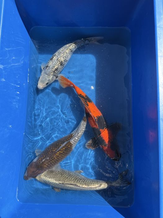Crap koi japonia
