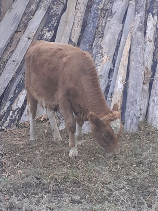 Продам бычка пять месяцев