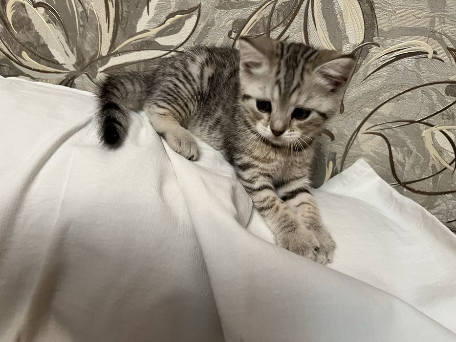 Отдам котят в добрые руки