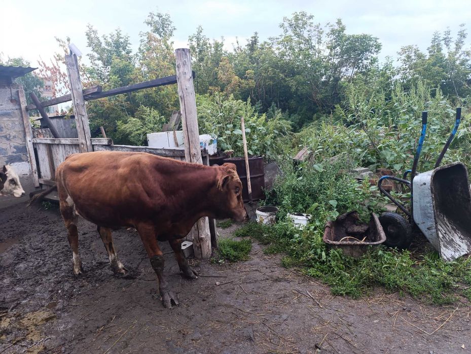 Продам бычков 1.5