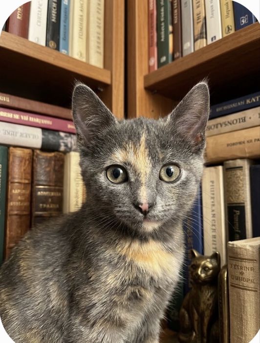 Отдам котят добрым людям