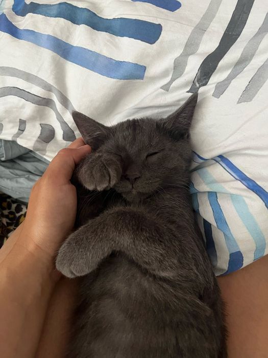 Отдам котенка в добрые руки