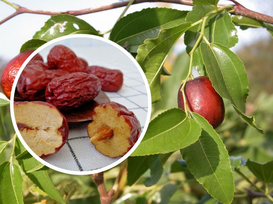 Pomi Fructiferi Exotici (Curmal Chinezesc )