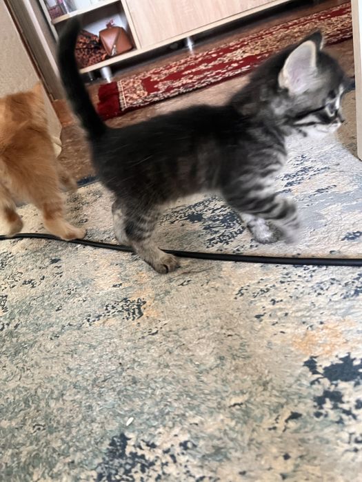 Отдам котята мальчики бесплатно