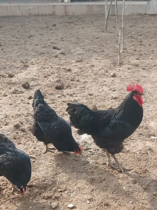 Qora shagʻzoda parrandalari