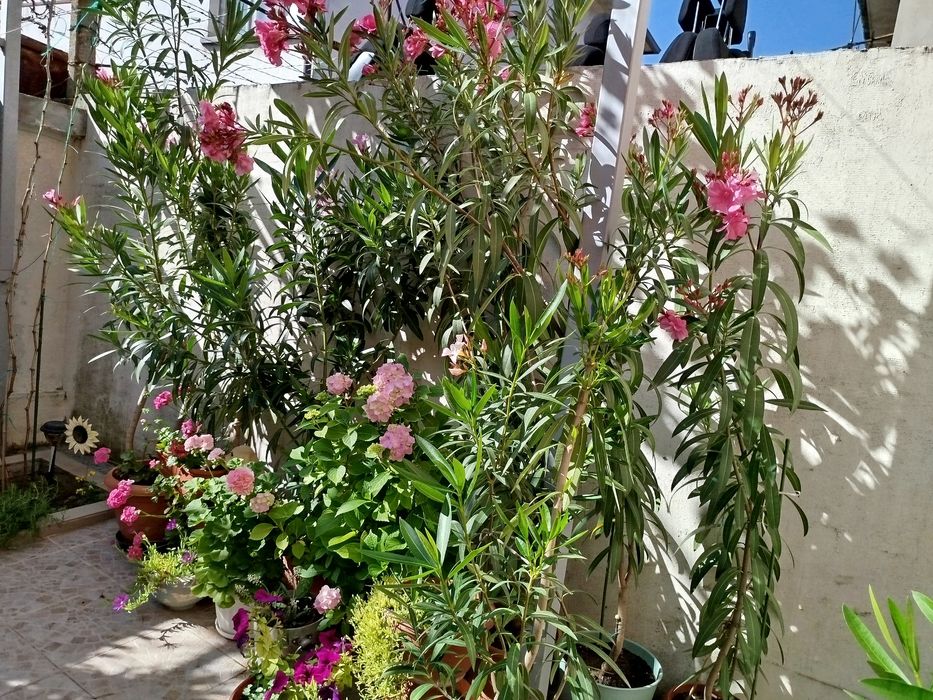 Зокум / Олеандър