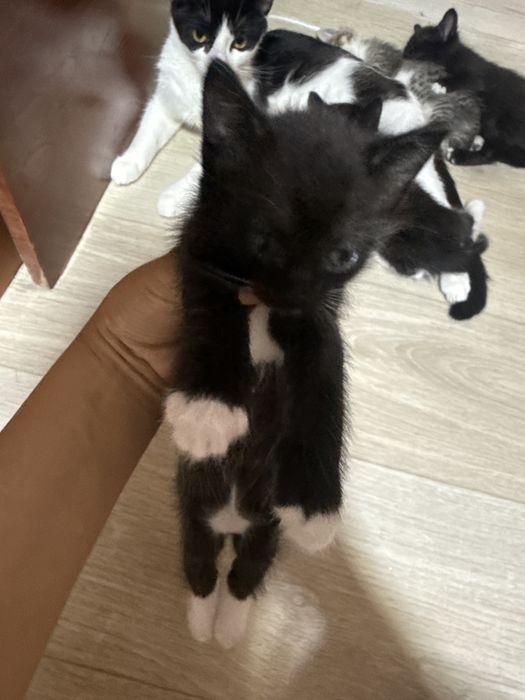 Отдам кошку с котенками