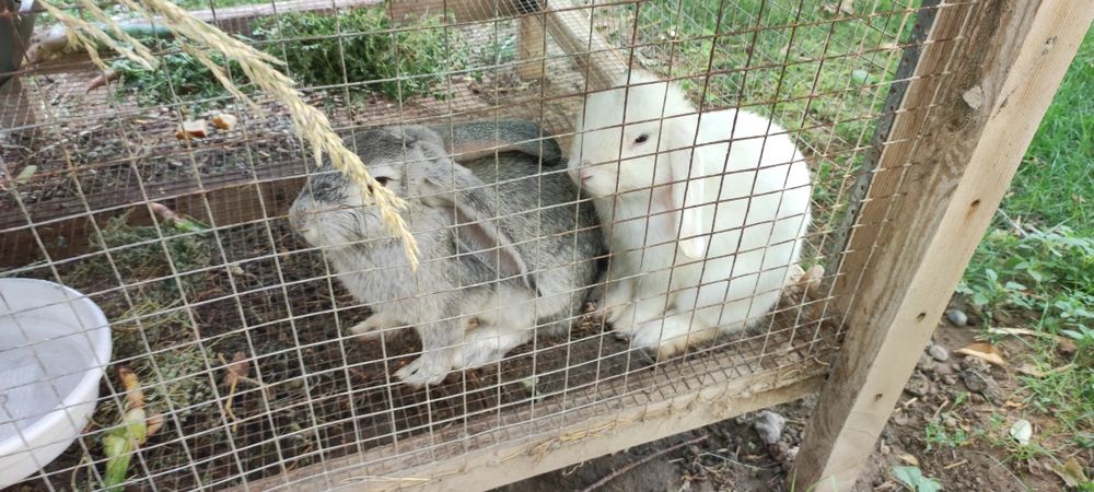 Порода "Баран карлик" куёнлар сотилади.