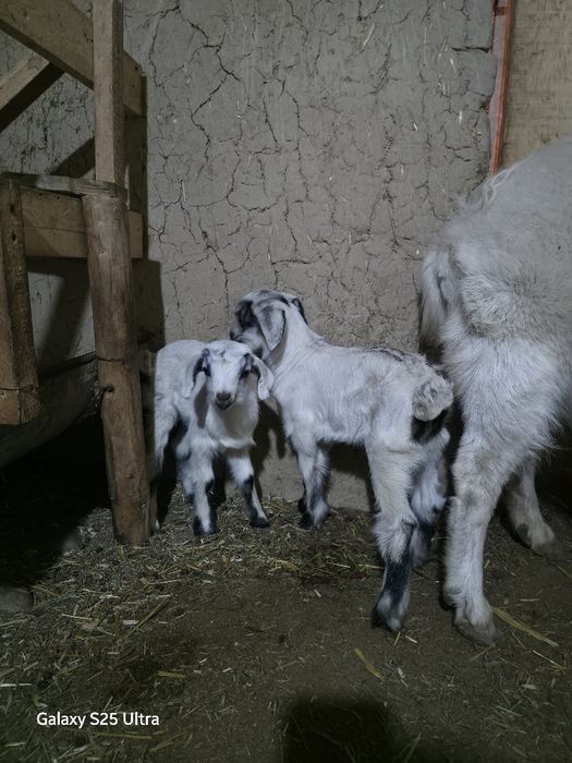 Эчки Коза продаётся