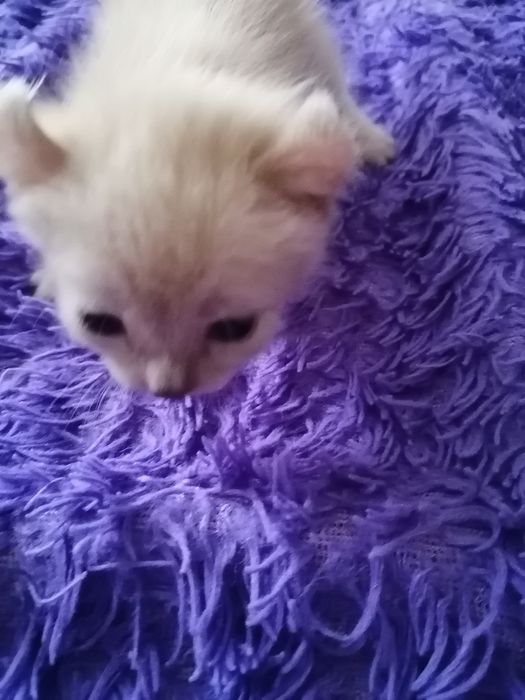 Котята свинксы-эльфы