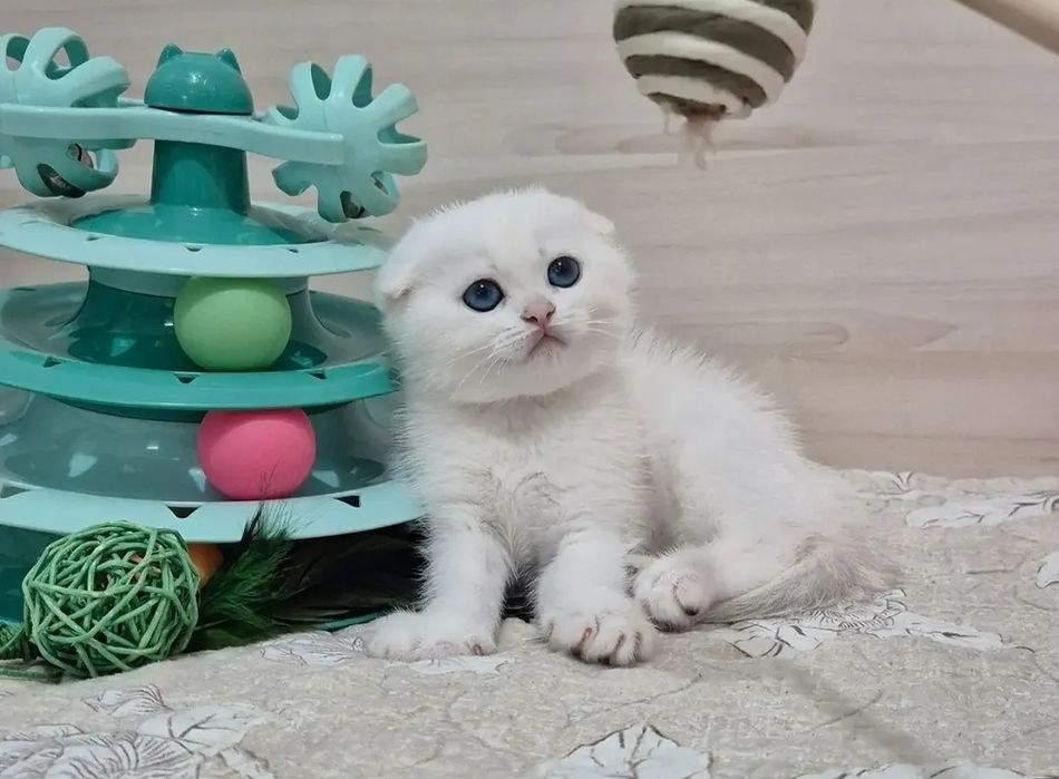 Мальчики как снег белоснежные