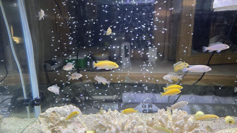 Продам мальков цихлид