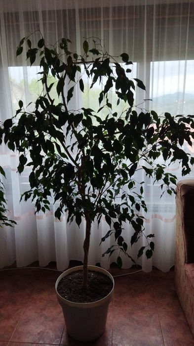 Фикус   бенджамин