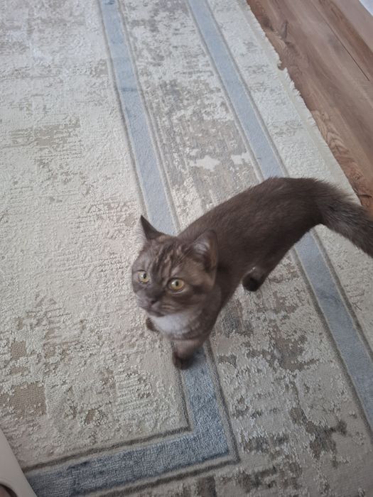 Британец котенок короткошерстный