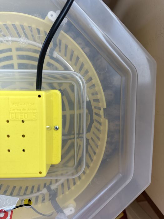 Pui prepelite de o zi,prepelite(diferite vârste și rase oua /carne)