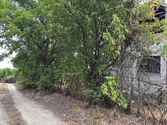 Лозе с незавършена вила гр. Силистра Римска гробница • OLX.bg