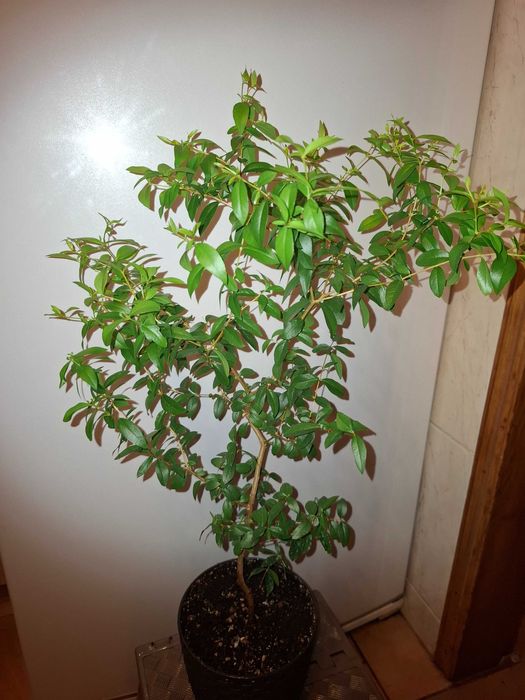 Великолепный Крупнолистный МИРТ - Мир и здоровье в вашем доме!