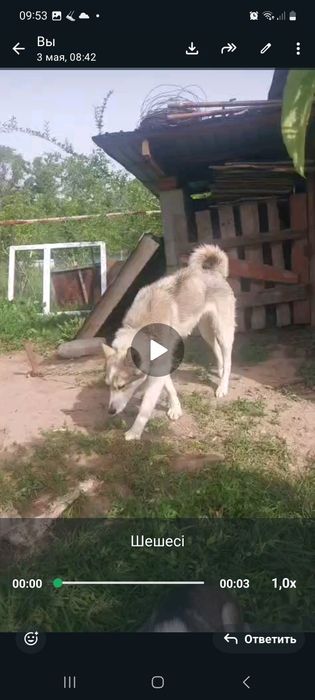 Продам щенков лайки