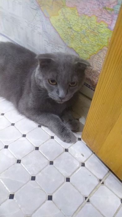 Вислоухий кот потерялся