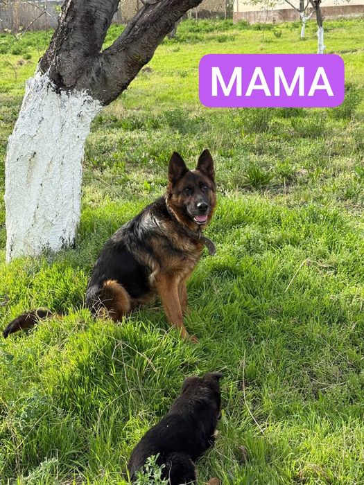 Немецкая овчарка