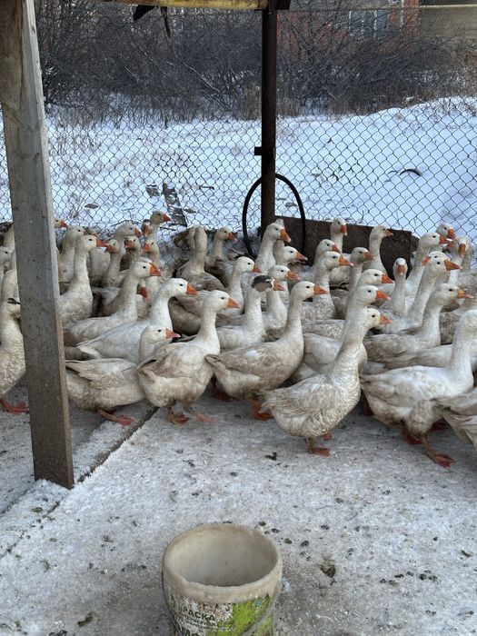 Қаз сатамын домашний