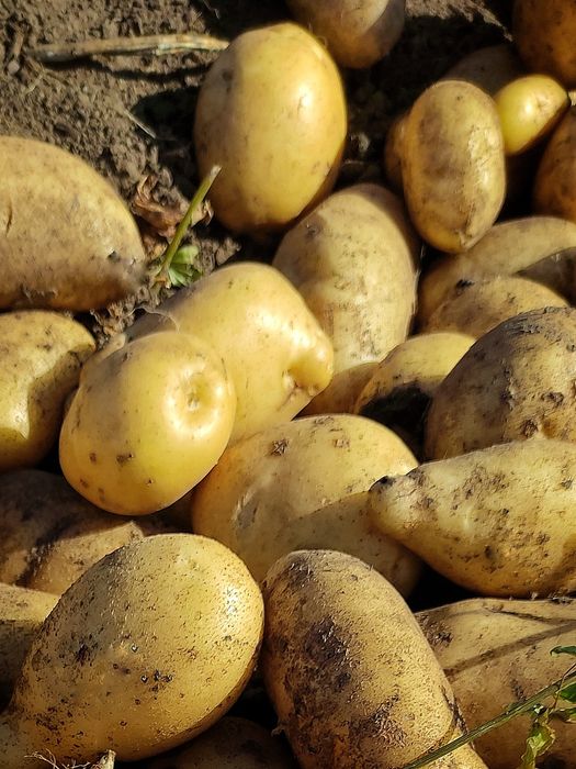 Бесплатная доставка. Молодой дачный картофель.