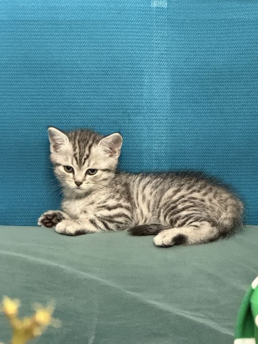 Продам котенка скооттиш страйт , мальчик