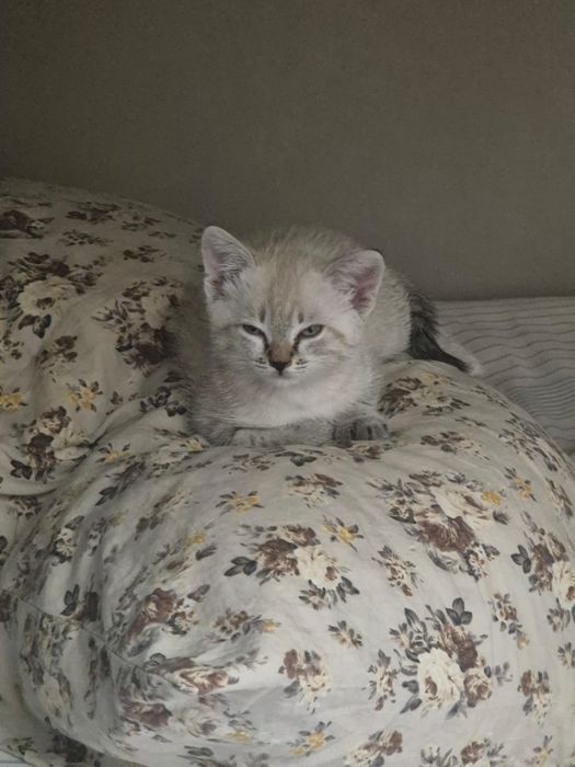 Котёнок, девочка.