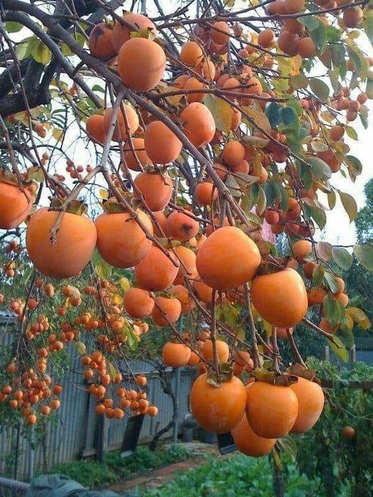 Kaki (Toate Soiurile )