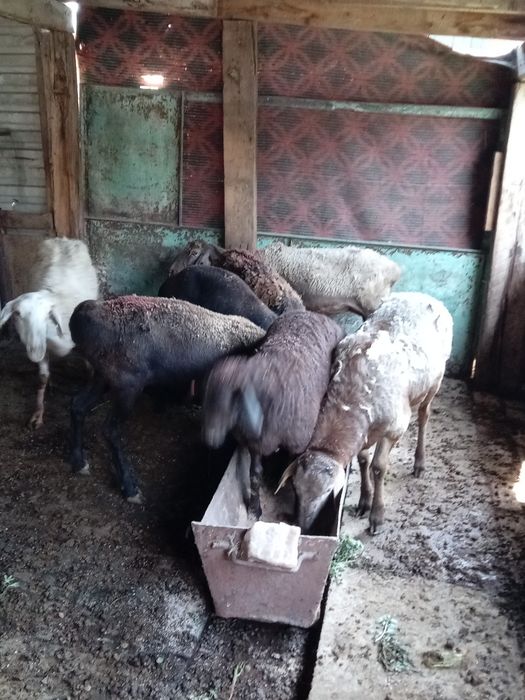 Продам Баран ...