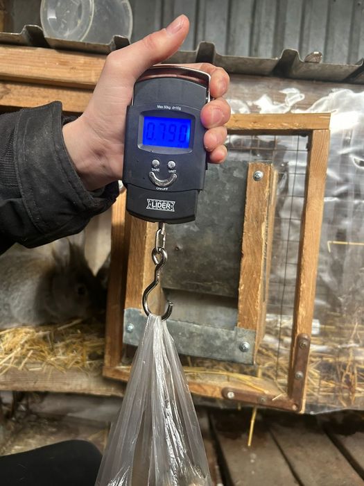 Продам крольчат Фландр.