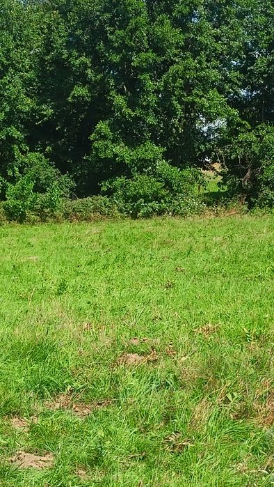 Teren Valea Sebeșului ,Hărseni ,Făgăraș .