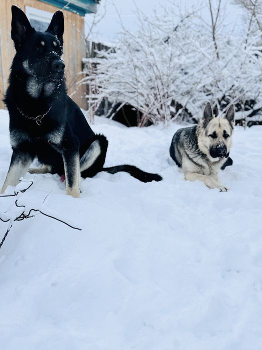 Щенки ВЕО с документами СКК