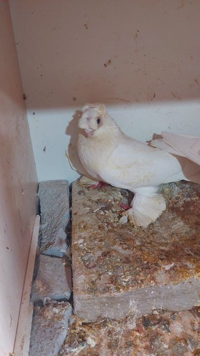 Голуби белый двухчубый самец кептер