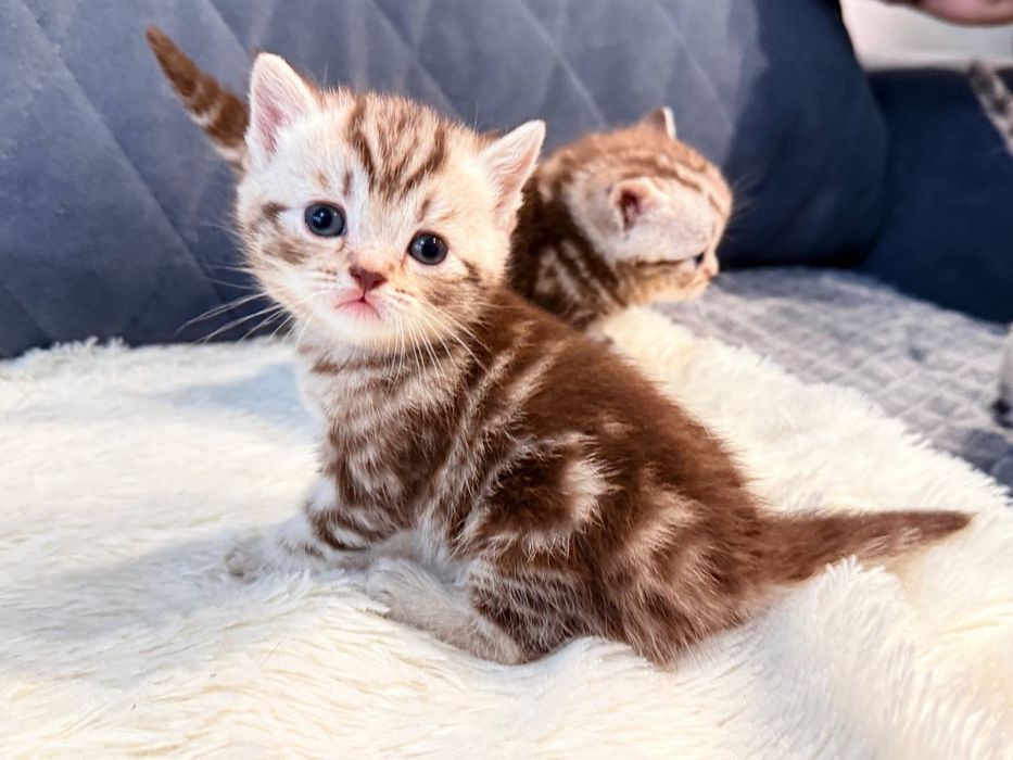 Продам британского котенка