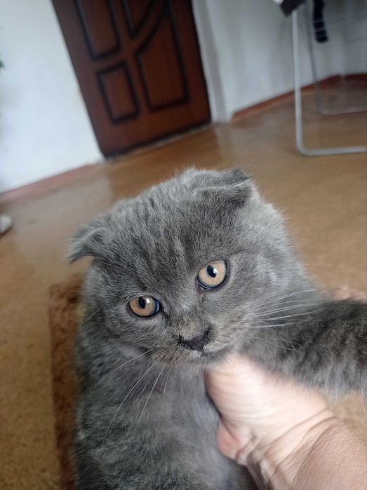 Продается мальчик скотиш фолд