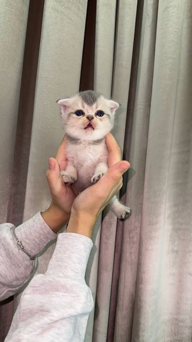 Мушукчалар