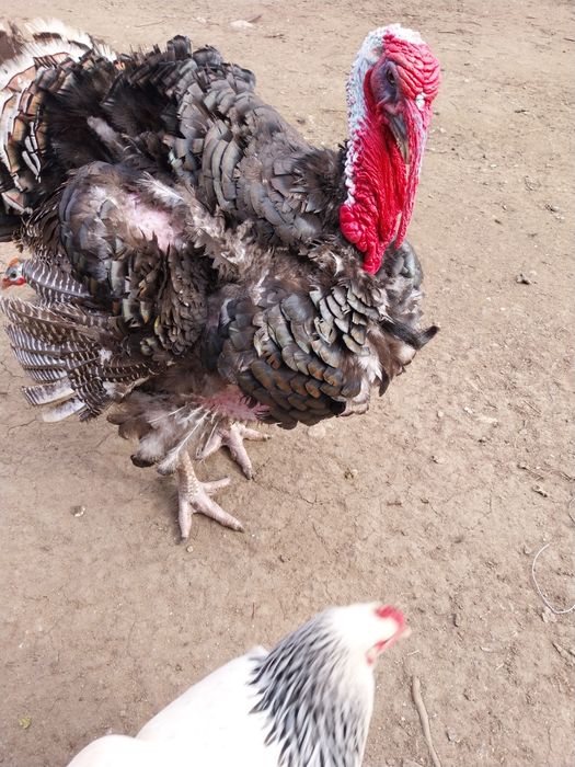 Vand un curcan crescut în gospodarie cu furaje  sanatoase.Este o pasar