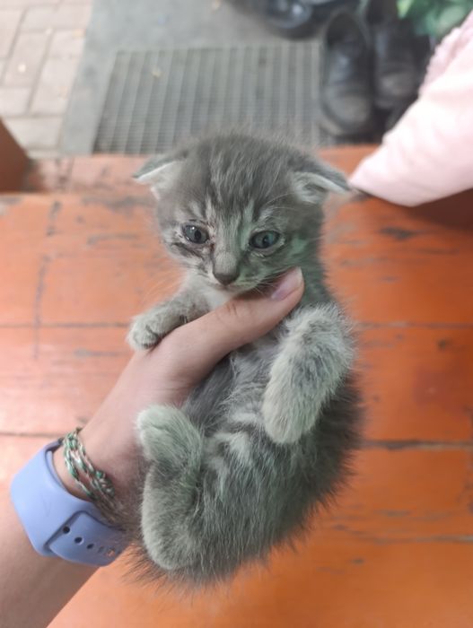 Котята бесплатно