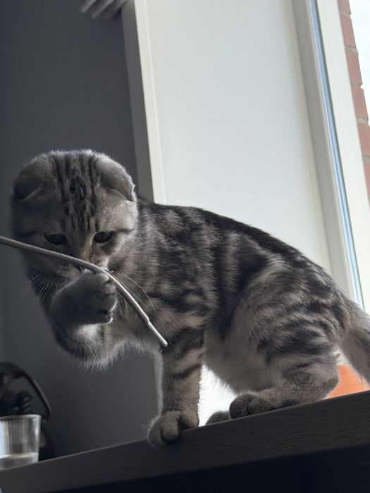 Кот шотланский вислоухий 3 месяца