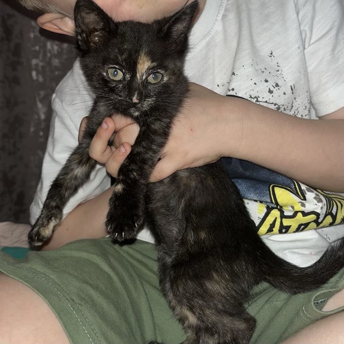 кошка в добрые руки