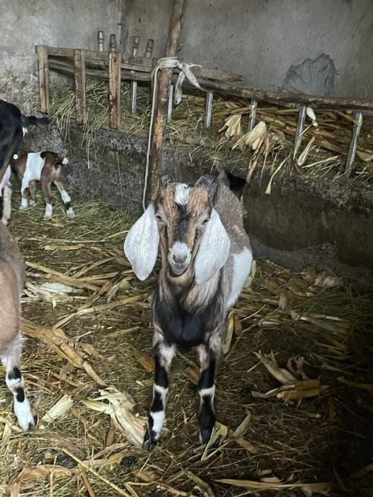 Vand Tap Anglonubian si Capre