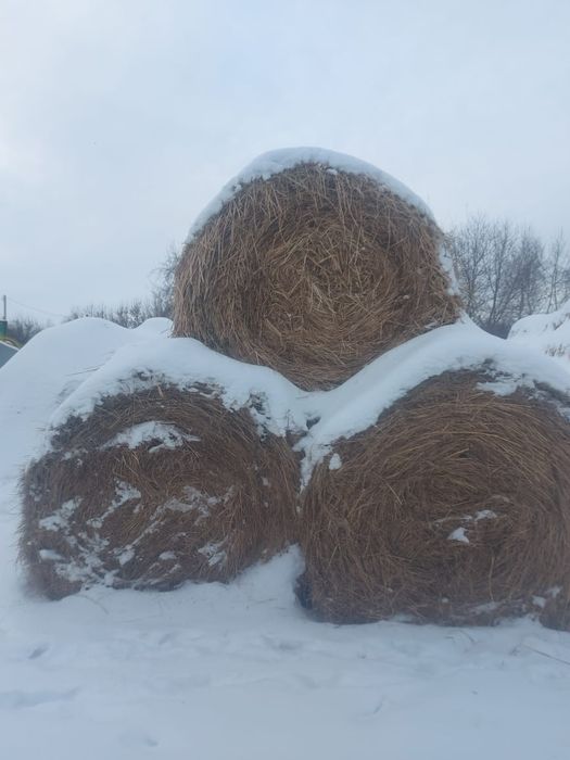 Продам сено луговое 145