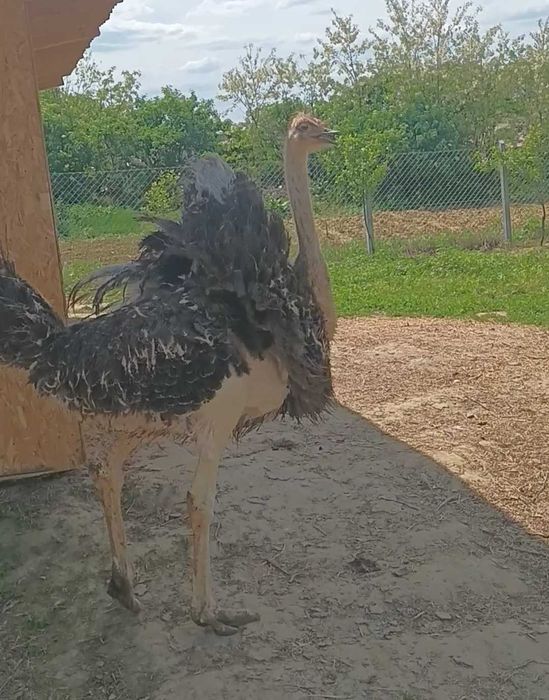 Struti la 5 Luni si 2 luni de vanzare